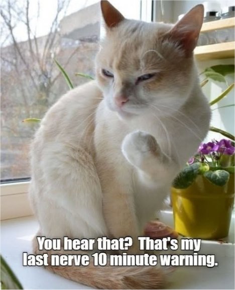 caturdaynerve  majorgeeks.jpg